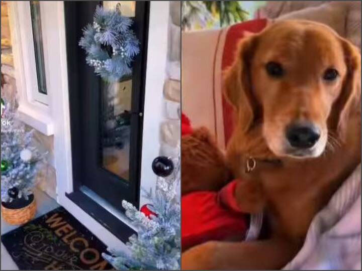 Dog Lover couple made 2 storey dog ​​house dog live Luxury life in this house TV sofa fridge available watch viral video Video: कुत्ते की लग्जरी लाइफ देख आप भी हो जाएंगे हैरान, मालिक ने बनवाया 2 मंजिला डॉग हाउस, टीवी-सोफा और फ्रिज भी है
