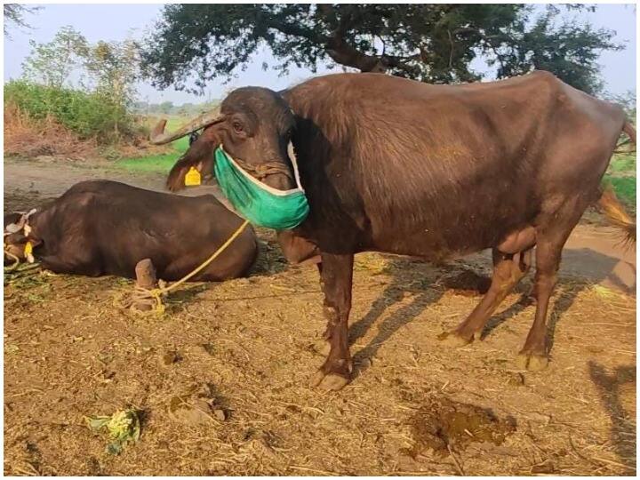 Sehore News Mask on animal face as preventive measure in wake of Omicron variant ANN Sehore News: सीहोर में जानवर भी दे रहे हैं कोरोना से बचाव की सीख, एहतियात में किसानों ने उठाया ये कदम