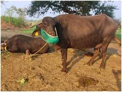 Sehore News: सीहोर में जानवर भी दे रहे हैं कोरोना से बचाव की सीख, एहतियात में किसानों ने उठाया ये कदम