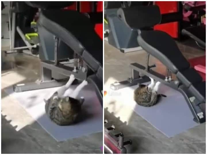 Cat doing Exercise in gym IPS rupin Sharma Share a video, this video getting viral Viral Video: बिल्ली पर चढ़ा फिटनेस का नशा, जिम पहुंचकर करने लगी एक्सरसाइज, वीडियो हुआ वायरल