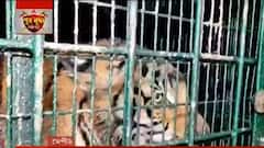 Tiger Panic: স্বাস্থ্য পরীক্ষার পর আজ বাঘটিকে ছাড়া হতে পারে জঙ্গলে। Bangla News