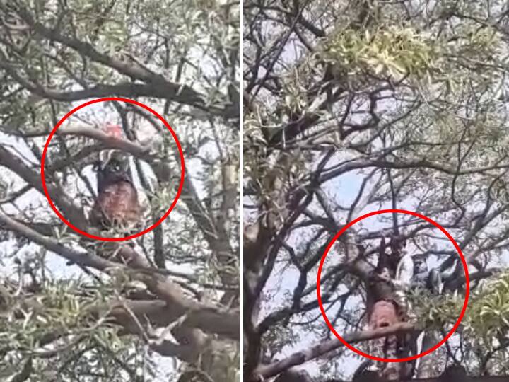 Gopalganj News: काम में व्यस्त थी मां, 40 फीट ऊंचे पेड़ पर चढ़ गई बेटी, दो युवकों ने जान पर खेलकर बचाई जिंदगी