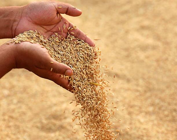 Nellore District farmers facing problems due to seeds shortage Nellore Farmers: నెల్లూరులో తగ్గిన వరదలు.. ఇంతలో మరో సమస్య, అవస్థలు పడుతున్న రైతులు 