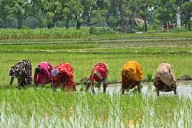 Nizamabad వరి పంట వైపే మొగ్గుచూపుతున్న జిల్లా రైతులు Nizamabad వరి పంట వైపే మొగ్గుచూపుతున్న జిల్లా రైతులు