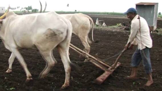 Fertilizer prices hiked : रब्बी हंगामाच्या सुरुवातीलाच खतांच्या किंमतीत मोठी वाढ ABP Majha