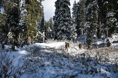 Jammu Kashmir News: कश्मीर की बर्फिली वादियों में  Indian Air Force, Navy & Army ने की हेलीबोर्न एक्सरसाइज, तस्वीरें देख रौंगटे खड़े हो जाएंगे