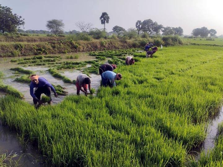 Manpower shortage due to 100 day work program - Northern workers engaged in paddy planting in Tanjore 100 நாள் வேலைத்திட்டத்தால் உள்ளூர் ஆட்கள் டிமாண்ட் - தஞ்சையில் நெல் நடவு செய்யும் வடமாநில தொழிலாளிகள்