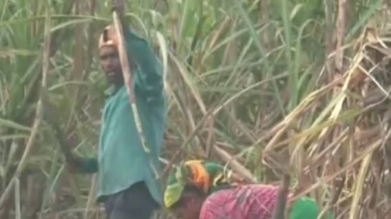 નવસારી: દીપડાનો આતંક વધ્યો, ખેતરમાં પ્રવેશતા પહેલા ખેડૂતો થાળીઓ વગાડે છે, જુઓ ગુજરાતી ન્યુઝ