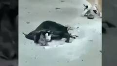 Bomb explosion in Delhi's Rohini Court halts proceedings; probe begins