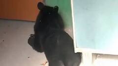 Malbazar: মালবাজারে খাঁচাবন্দি ভালুকের বর্তমান আস্তানা নেওড়া ভ্যালি ন্যাশনাল পার্ক| Bangla News