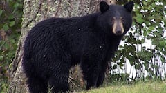 Mal Bazar: মালবাজার পুর এলাকার চা-বাগানে ভালুক আতঙ্ক | Bangla News