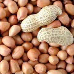Peanuts Benefits : टाईमपास म्हणून खाल्लेल्या शेंगदाण्याचे फायदेही जाणून घ्या