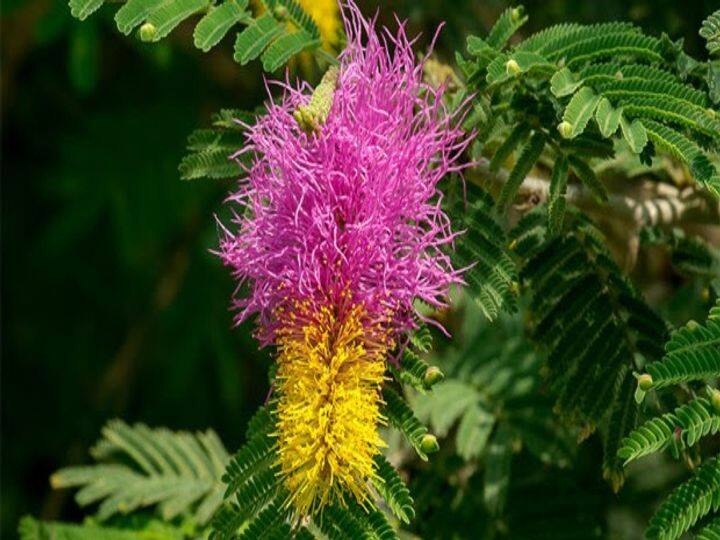 शमी का पौधा- नए साल की शुरुआत आप घर पर शमी का पौधा लगाकर भी कर सकते हैं. वास्तु के अनुसार शमी का पौधा धन को अपनी ओर आकर्षित करता है. शमी का पौधा लगाने से घर का वास्तु दोष खत्म होता है और मां लक्ष्मी की कृपा बनी रहती है. नियमित रूप से इसकी पूजा करने पर शनि दोष से भी छुटकारा मिलता है.