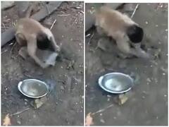 Viral Video: बंदर ने तेज की छूरे की धार, सोशल मीडिया पर मिला शानदार रिएक्शन