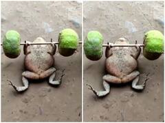 Watch: मेंढक पर चढ़ा फिटनेस का नशा, स्पेशल डंबल से रोड पर ही करने लगा एक्सरसाइज