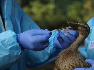 Bird Flu Outbreak Reported In Village In Keralas Alappuzha District Bird Flu: அடுத்து வரும் ஆபத்து: பறவை காய்ச்சல் தீவிரம்… 10 ஆயிரம் வாத்துகளை அழித்த விரைவுக்குழு!