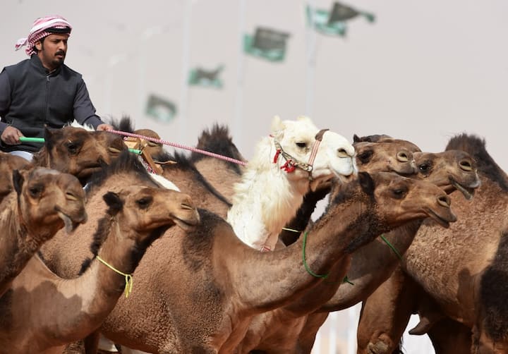 Over 40 Camels Barred From Saudi's Beauty Contest Over Botox & Other Artificial Touch-Ups Saudi Arabia: Over 40 Camels Barred From 'Beauty Contest' Over Botox, Other Artificial Touch-Ups