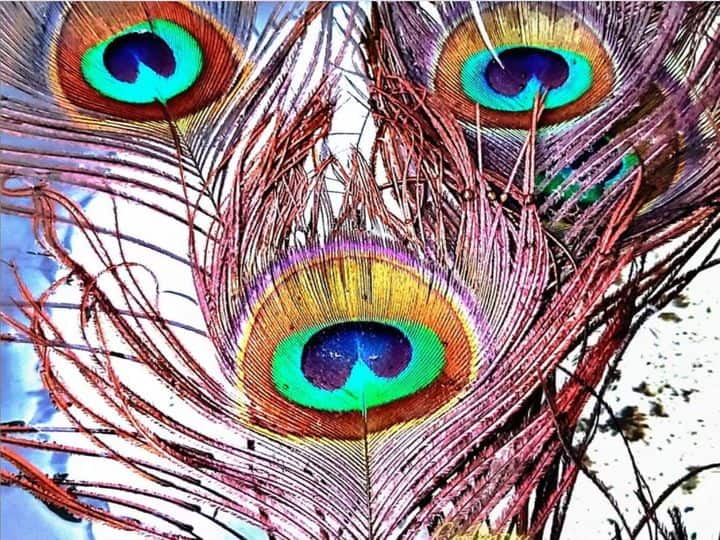 मोरपंख- नए साल पर आप घर में मोरपंख भी ला सकते हैं. कहते हैं कि घर में मोरपंख रखना भी बेहद शुभ माना जाता है. ऐसा करने से भाग्य में वृद्धि होती है. लेकिन इस बात का ध्यान रखें कि घर में सिर्फ एक या तीन मोरपंख ही लेकर आएं. घर में मोरपंख का गुच्छा रखना शुभ नहीं माना जाता.