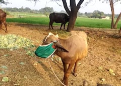 इस गांव में इंसान ही नहीं जानवर भी लगा रहे मास्क | Corona | Omicron