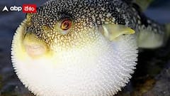 Most Dangerous Fugu Fish: ప్రపంచంలో ప్రమాదకరమైన వంటకం... ఎక్కడ కుక్ చేస్తారో తెలుసా?