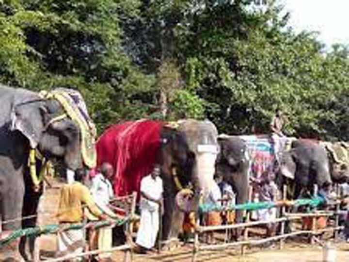 Will there be a welfare camp for temple elephants in Tamil Nadu? தமிழகத்திலுள்ள கோயில் யானைகளுக்கான நல்வாழ்வு முகாம் நடைபெறுமா ?