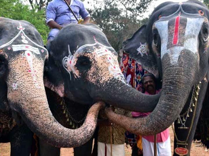 தமிழகத்திலுள்ள கோயில் யானைகளுக்கான நல்வாழ்வு முகாம் நடைபெறுமா ?