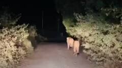 રાજકોટઃ ગોંડલ નજીક ખેતરમાં સિંહ પરિવારની એન્ટ્રી, ખેડૂતો-મજૂરોમાં ભય