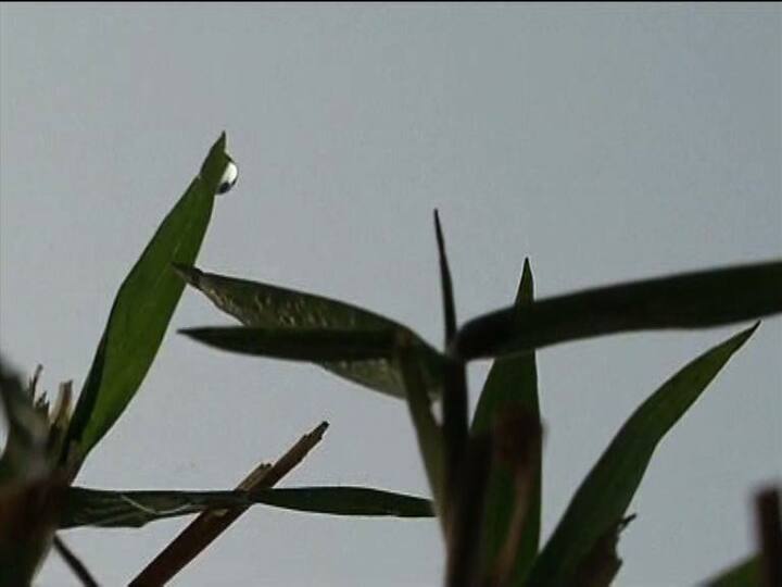 আবহাওয়া দফতর সূত্রে খবর, 'বৃষ্টি উত্তর পশ্চিম থেকে শুষ্ক হাওয়ার সঙ্গে পূবালি হাওয়ার মিলছে, এখানে মেঘ ও বৃষ্টি... সপ্তাহ শেষে তাপমাত্রা কমবে'