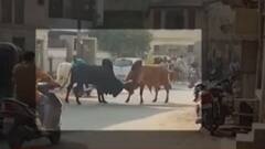 પાટણઃ રખડતા ઢોરનો આતંક વધ્યો, રસ્તા પર બાખડ્યા બે આખલા; વાહનચાલકોને મુશ્કેલી