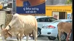 વડોદરામાં રખડતા ઢોરો મામલે પોલીસે કરી કડક કાર્યવાહી, જુઓ ગુજરાતી ન્યુઝ