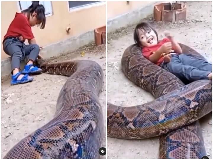 Viral Video : Small Girl Playing with Python, video getting viral ...