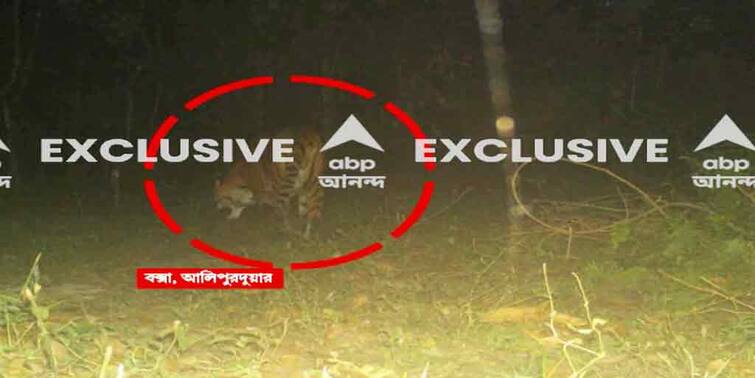 Buxa Tiger Reserve Tiger spotted after 23 years, Prospect of tourism Buxa Tiger Reserve : বক্সায় গড়ে উঠবে পর্যটন ব্যবসা, জঙ্গল সংলগ্ন এলাকা থেকে ২৩৪টি পরিবারকে অন্যত্র সরানোর ভাবনাচিন্তা