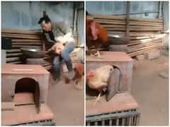 Watch: आपने नहीं देखा होगा ऐसा प्यार, मुर्गी को बचाने के लिए आदमी से भिड़ गया मुर्गा