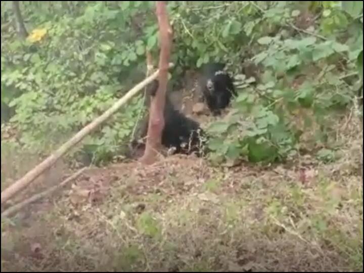 Madhya Pradesh Betul The leg of the baby bear trapped in the tree, was rescued after 24 hours ANN Betul News: पेड़ के तने में फंसा भालू के बच्चे का पैर, कड़ी मशक्कत के बाद इस तरह किया गया रेस्क्यू