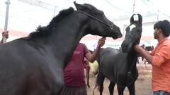 Nandurbar: सारंगखेडा घोडेबाजाराला जिल्हा प्रशासनाची परवानगी ABP MAJHA