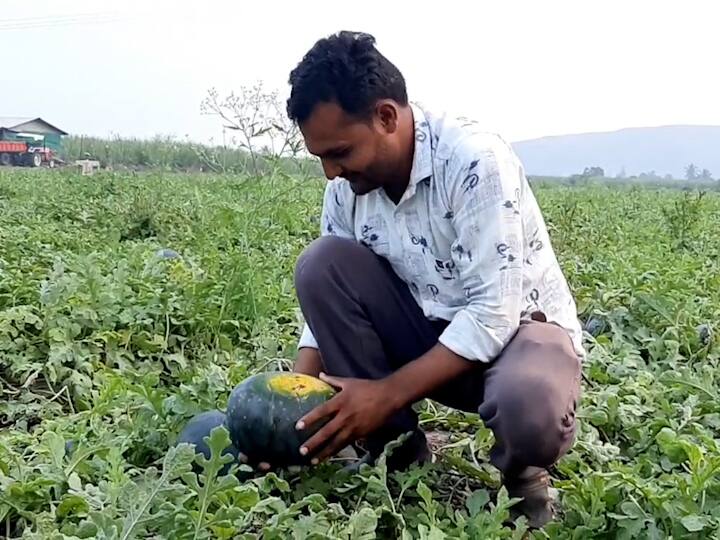 Farmer from Ahmadnagar earns a profit of twenty lakhs in two months नगरचा शेतकरी मालामाल, दोन महिन्यात वीस लाखांचा नफा