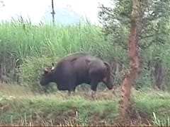 गव्याच्या हल्ल्यात कोल्हापूरच्या भुयेवाडीतील तरुणाचा मृत्यू, दोघे गंभीर जखमी
