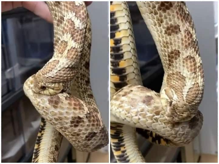 Viral Video Snake swallow himself, snake video viral, watch full video here Watch: जब सांप खुद को ही निगलने की करने लगा कोशिश, वीडियो देखकर हर कोई हो रहा हैरान