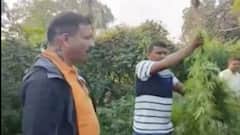 છોટાઉદેપુરમાં ઝડપાઈ ગાંજાની ખેતી, કેટલાની કિંમતના જપ્ત કરાયા?