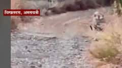 Amaravati : वाघाला मोबाईलमध्ये कैद करण्याचा प्रयत्न ABP MAJHA