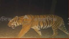 Buxa: আলিপুরদুয়ারে বক্সার জঙ্গলে বাঘ দর্শন, আপাতত বন্ধ জঙ্গল সাফারি। Bangla News