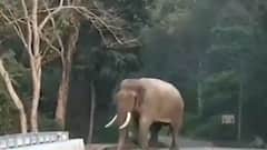 Buxa Reserve Forest: বক্সায় বালাসেতুর ওপর মিলল দাঁতাল হাতির দেখা, উচ্ছ্বাস পর্যটকদের মধ্য়ে | Bangla News