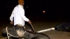 રાજકોટઃ ગોંડલમાં વનરાજા આપી રહ્યા છે દેખાડો, ખેડૂતોમાં જોવા મળ્યો ફફડાટ