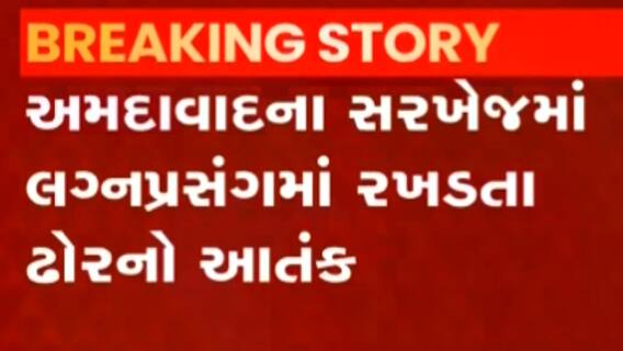 અમદાવાદઃ સરખેજમાં લગ્નપ્રસંગમાં રખડતા ઢોરનો આતંક, વરઘોડામાં જાનૈયાઓને લીધા અડફેટે