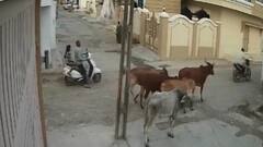 હું તો બોલીશ:  રાજ્યમાં રખડતા ઢોરનો આતંક