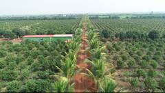 'एक पत्थर तो तबियत से उछालो यारो', दुर्ग के अनिल शर्मा ने बंजर जमीन को फलों की खेती से किया गुलजार