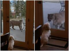 Watch: घर के बाहर चंद फासले पर डॉगी की हुई हिमालयन शेर से मुठभेड़, इसके बाद हुआ ये