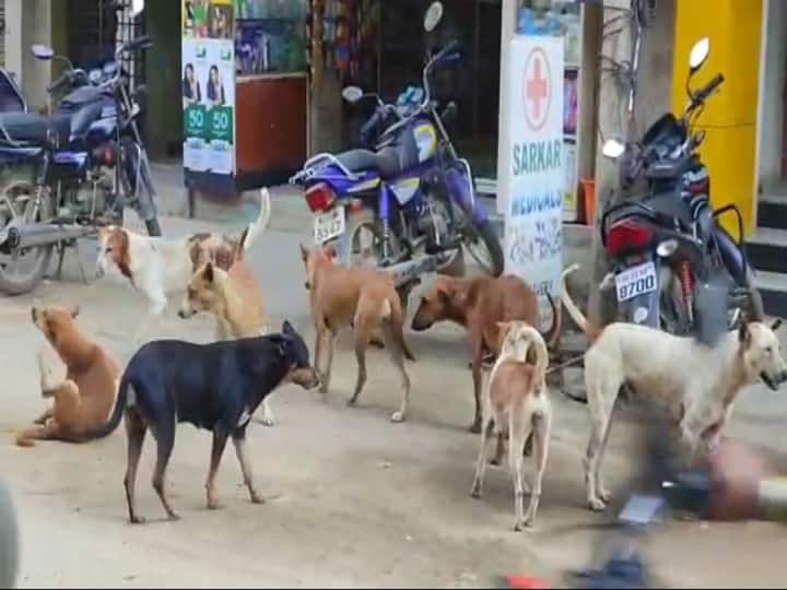 Two schoolboys were injured from a street dog bite. திருப்பத்தூர் : ஊராட்சி ஒன்றிய துவக்கப்பள்ளி வளாகத்தில் புகுந்து  வெறிநாய் கடித்ததில் இரண்டு மாணவர்கள் படுகாயம்