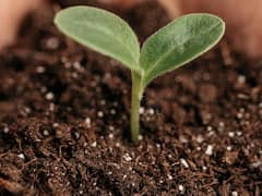 IIT Kanpur ने बनाया मिट्टी की गुणवत्ता की जांच करने वाला एप, किसानों को मिलेगी मदद