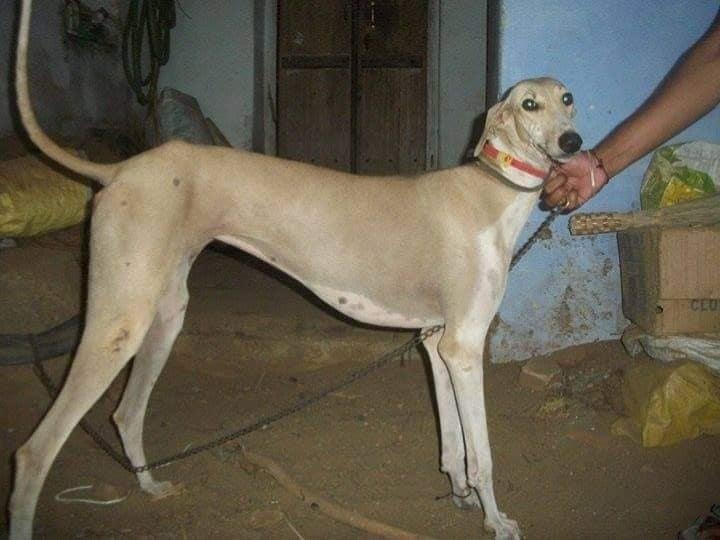 Semmarai Dogs Things you didnt Know about Tamil dog breeds semmarai, Tamil Nadu dog breeds- Know in Detail Semmarai Dog : 'இதுவரை யாரும் பேசாத செம்மறை நாய்கள்’ ஆஜானபாகுவிற்கான அடையாளம்..!
